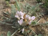 Astragalus dolichophyllus. Цветущее растение. Западный Казахстан, Прикаспийская низменность, сев. берег оз. Индер. 6 мая 2014 г.