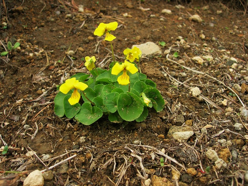 Image of Viola avatschensis specimen.