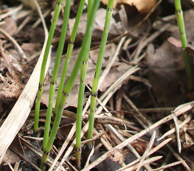 Изображение особи Equisetum ramosissimum.