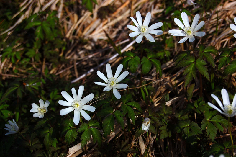 Image of Anemone altaica specimen.