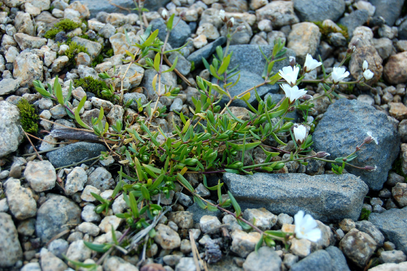 Изображение особи Dichodon cerastoides.