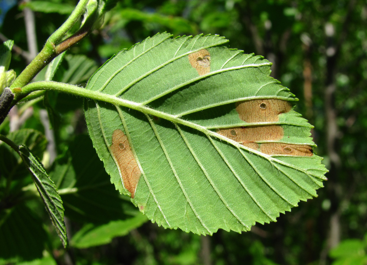 Image of Alnus incana specimen.