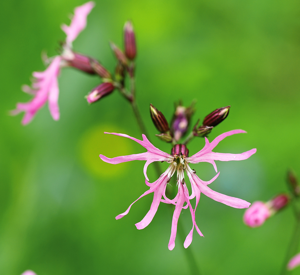 Изображение особи Coccyganthe flos-cuculi.