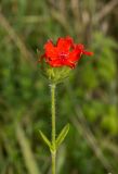 Смотреть изображение Lychnis chalcedonica
