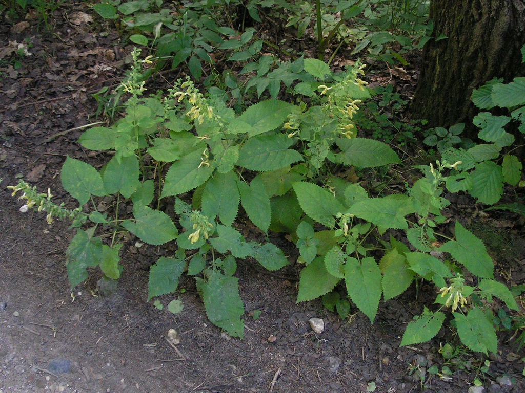 Изображение особи Salvia glutinosa.