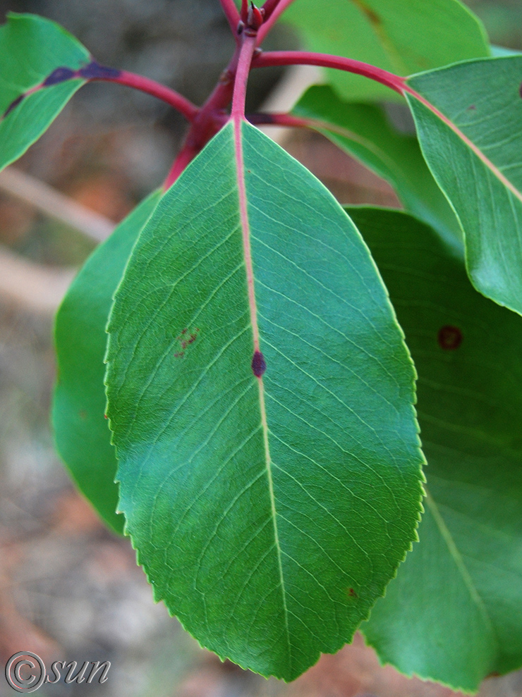 Image of Arbutus andrachne specimen.