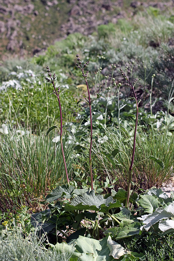 Изображение особи Phlomoides brachystegia.