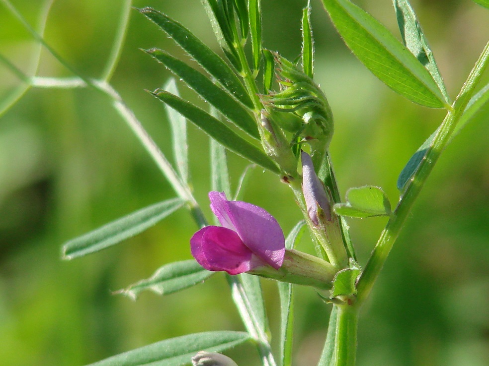 Image of Vicia angustifolia specimen.