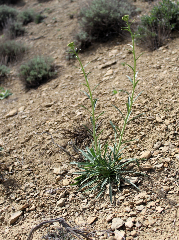 Image of Erysimum kerbabaevii specimen.