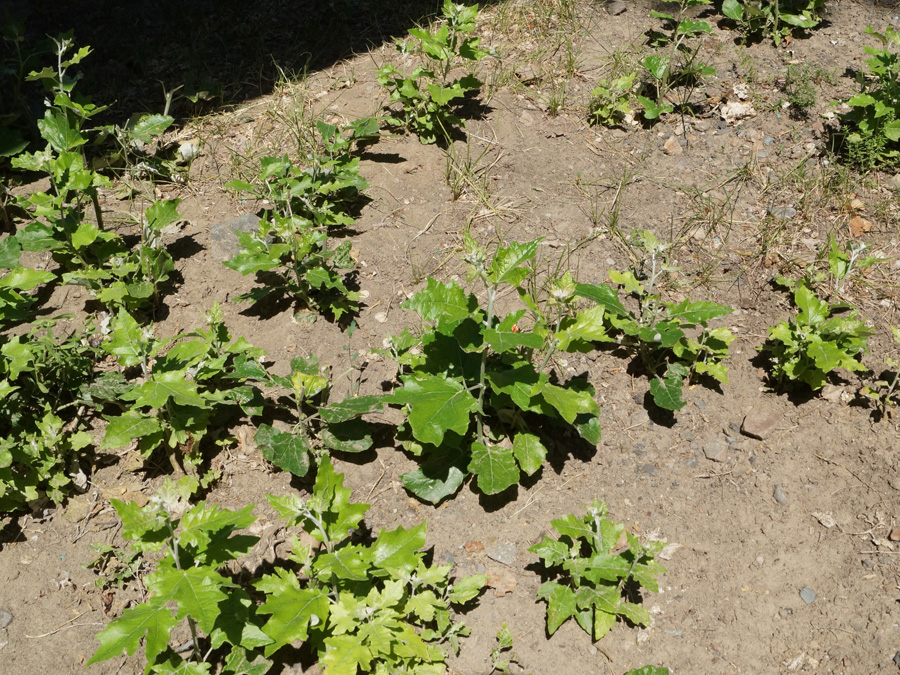 Image of Populus alba specimen.