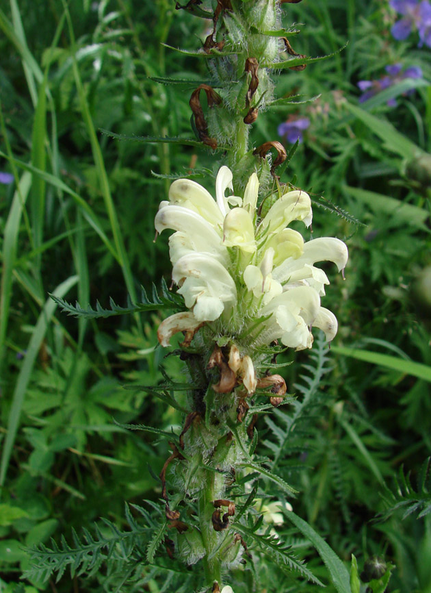 Image of Pedicularis venusta specimen.