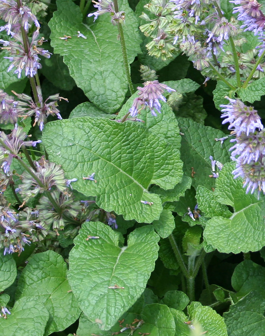 Image of Salvia verticillata specimen.