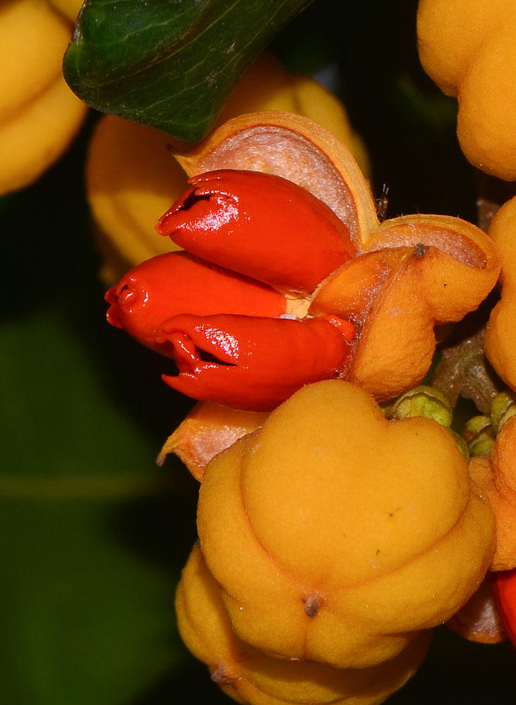 Image of Cupaniopsis anacardioides specimen.