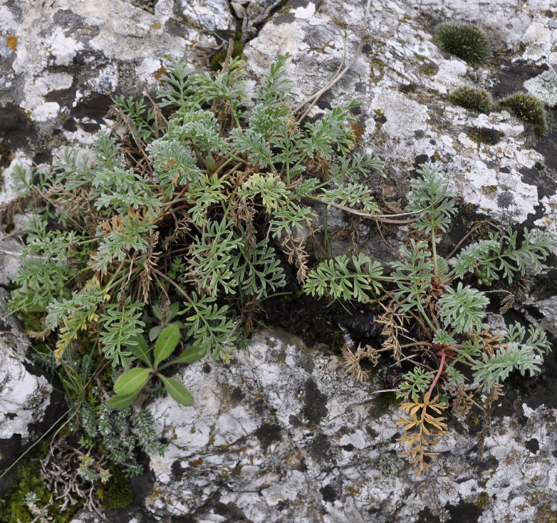 Image of Erodium absinthoides specimen.