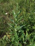 Sonchus subspecies uliginosus