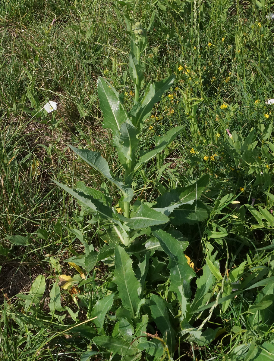 Image of Sonchus arvensis ssp. uliginosus specimen.