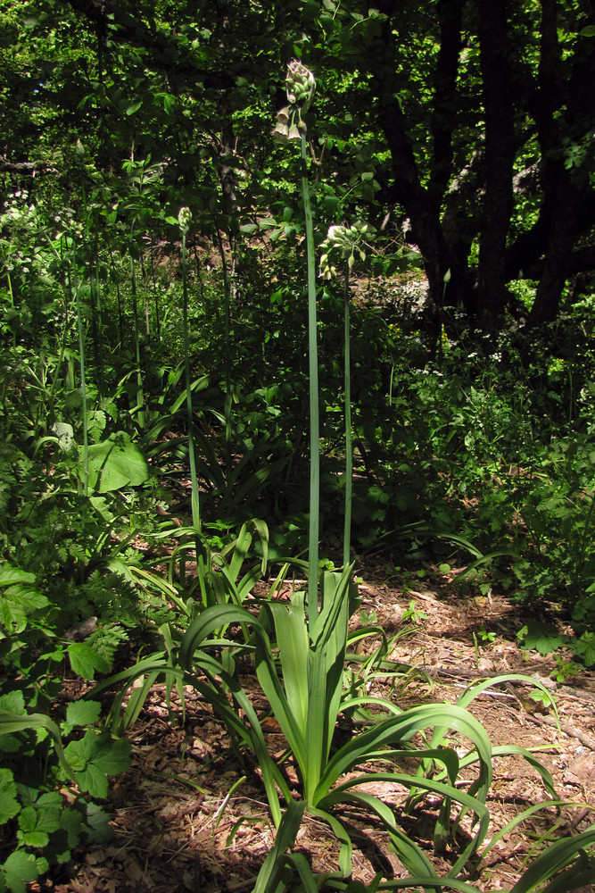 Image of Nectaroscordum bulgaricum specimen.