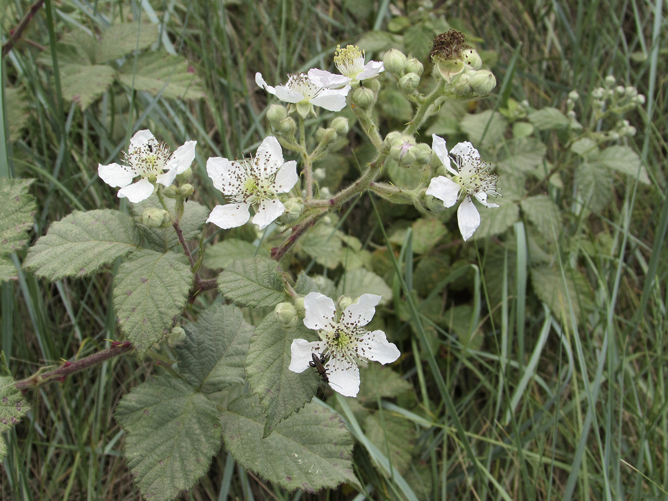 Image of genus Rubus specimen.