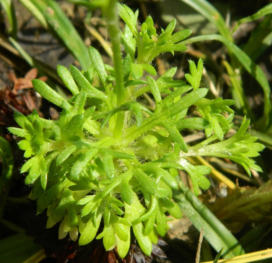 Image of Saxifraga cespitosa specimen.