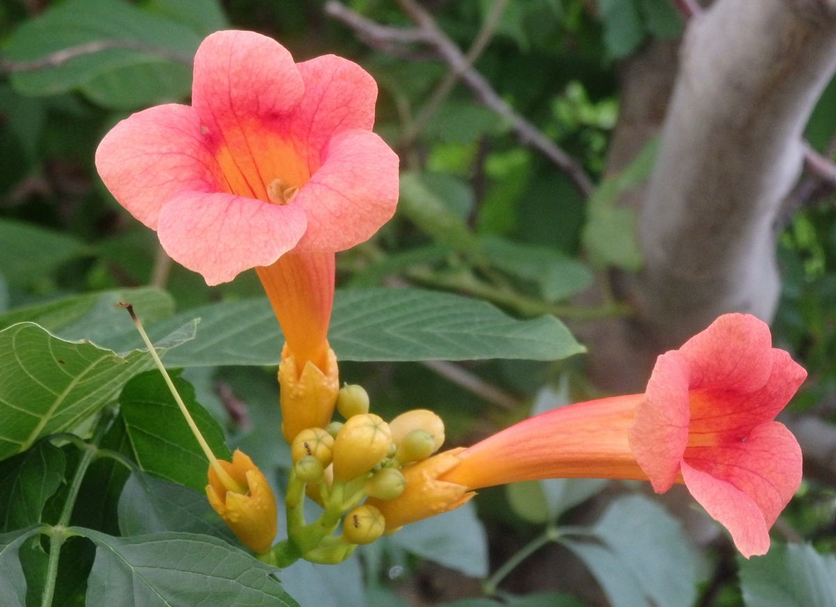 Image of Campsis radicans specimen.