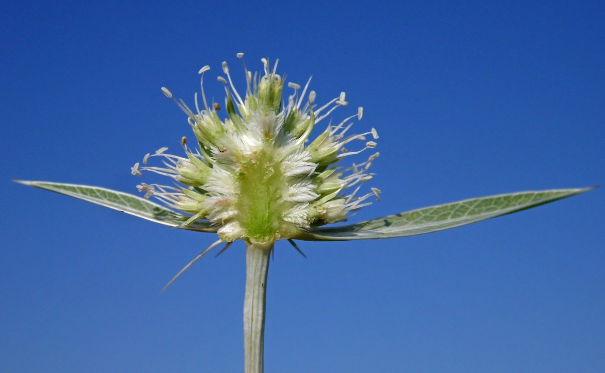 Image of Eryngium campestre specimen.