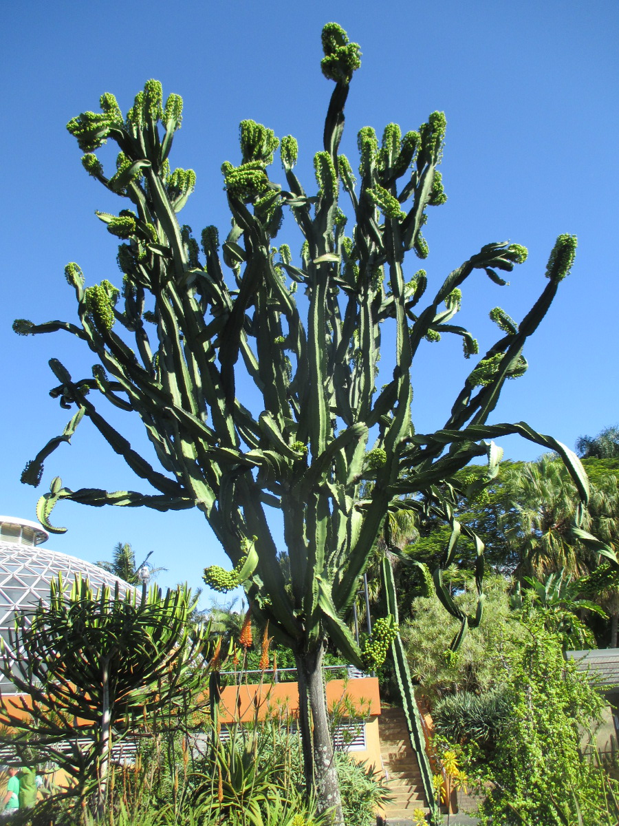 Image of Euphorbia ingens specimen.