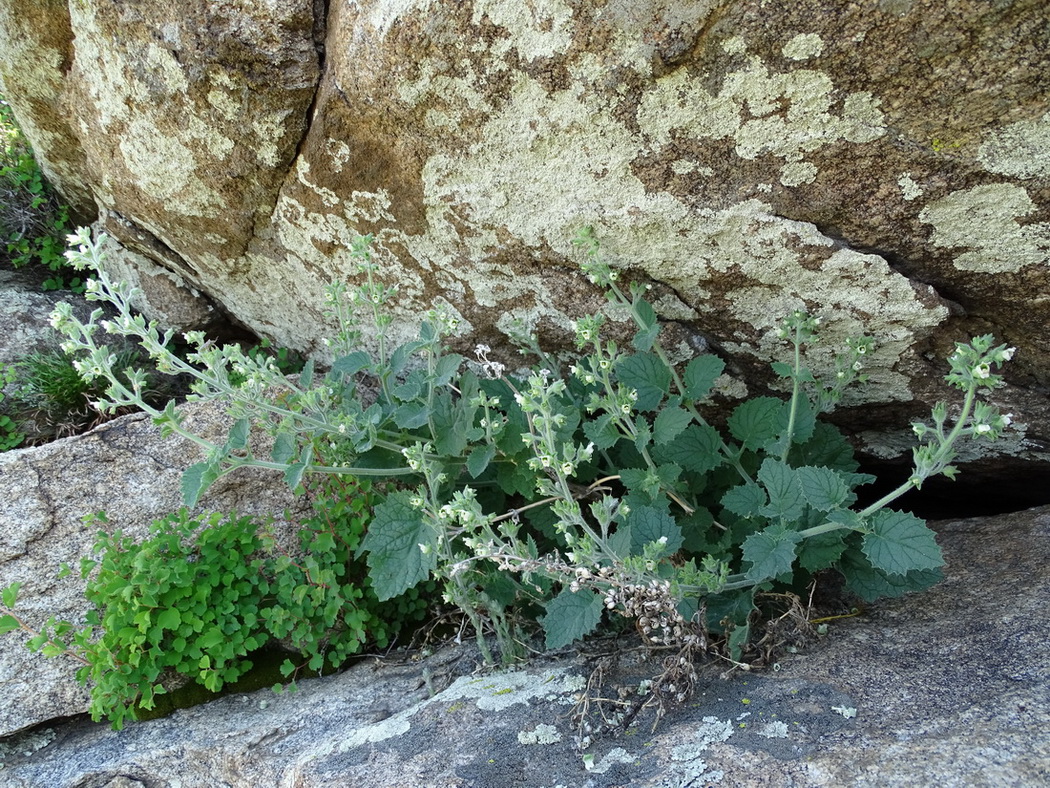 Изображение особи Scrophularia altaica.