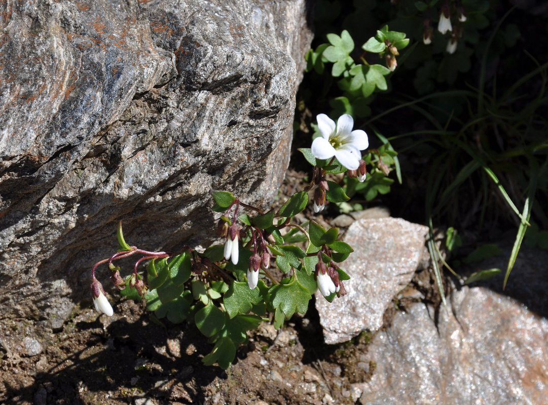 Image of Saxifraga sibirica specimen.