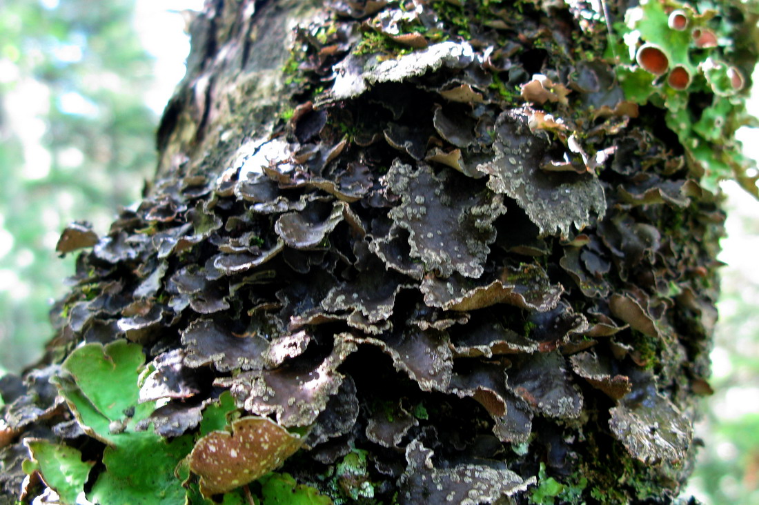 Image of Sticta limbata specimen.