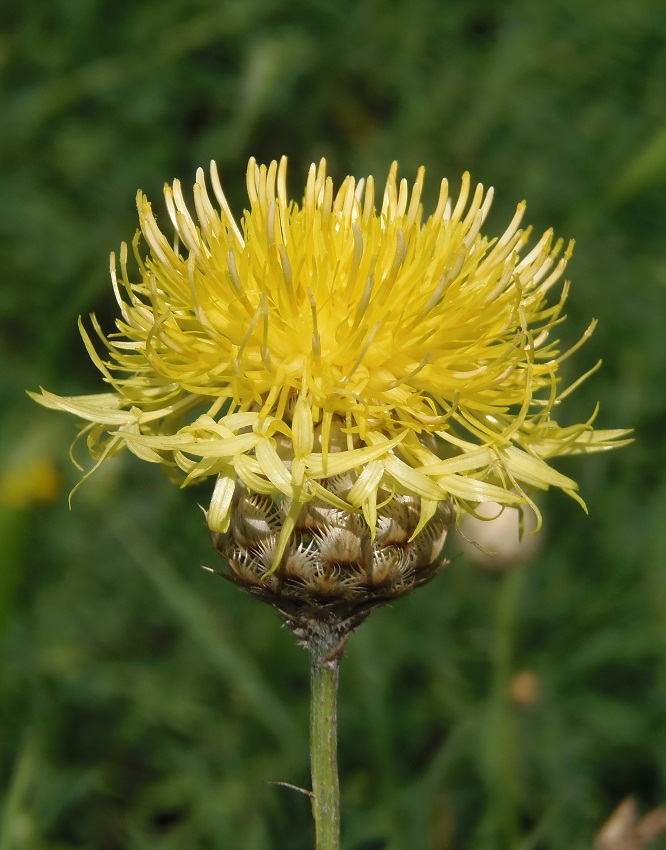 Image of Centaurea orientalis specimen.