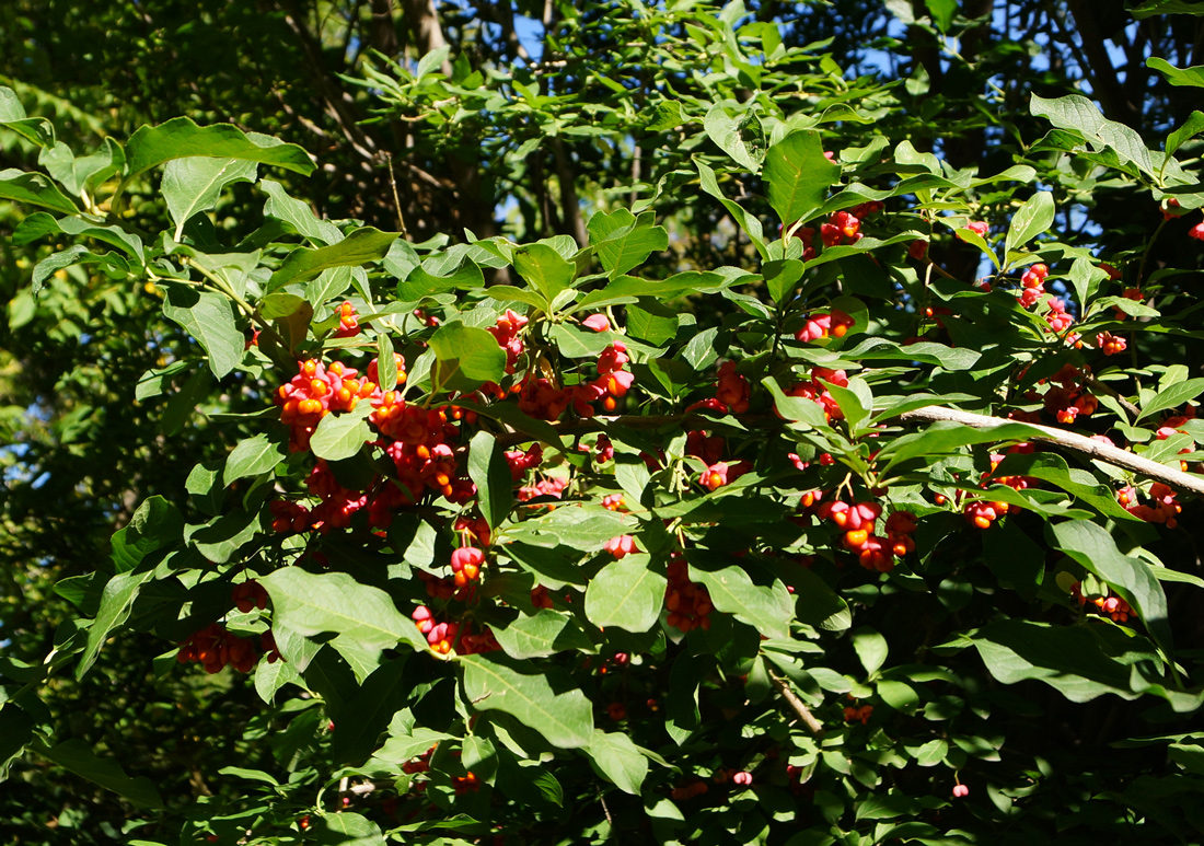 Image of Euonymus europaeus specimen.