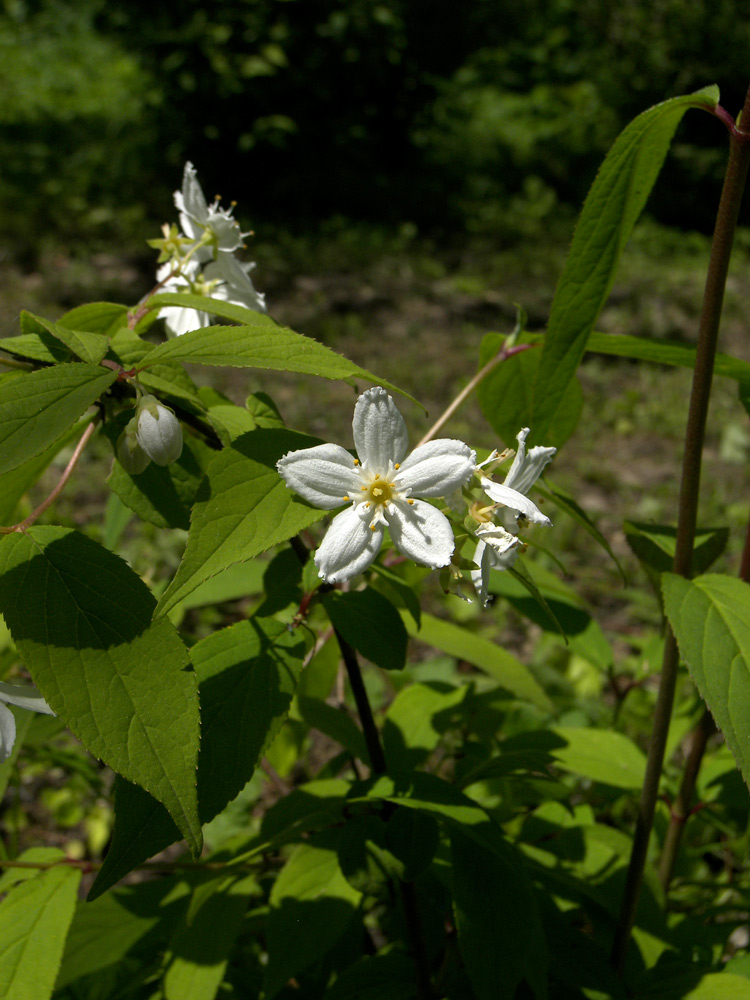 Изображение особи Deutzia discolor.