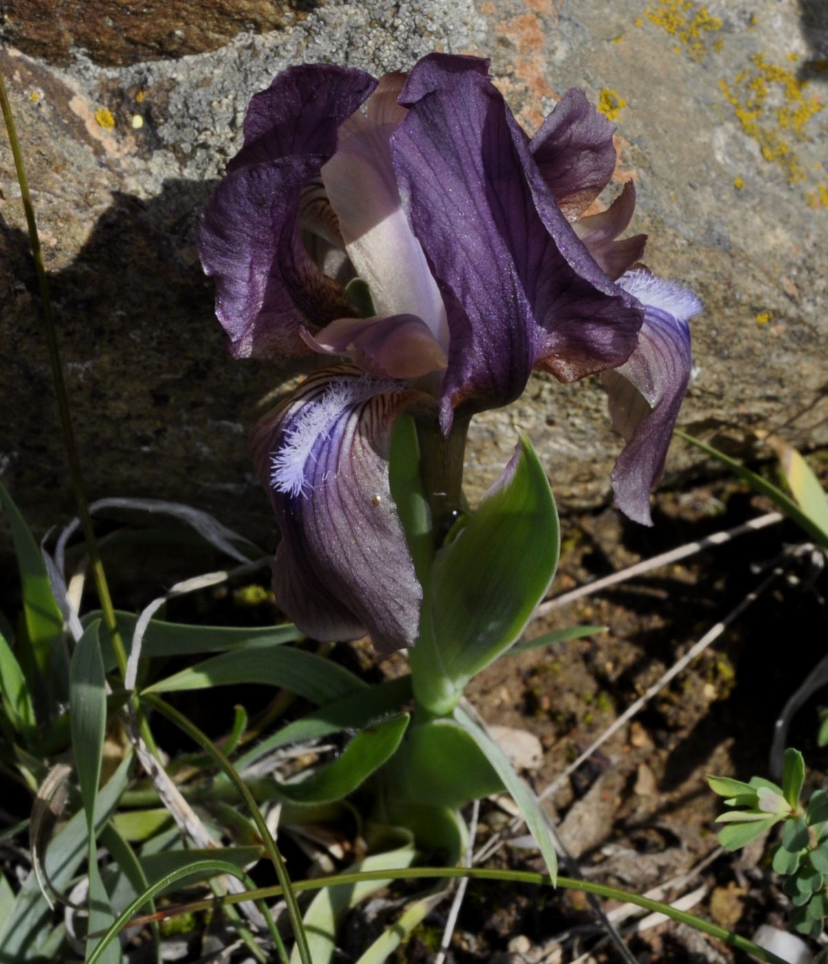 Image of Iris suaveolens specimen.