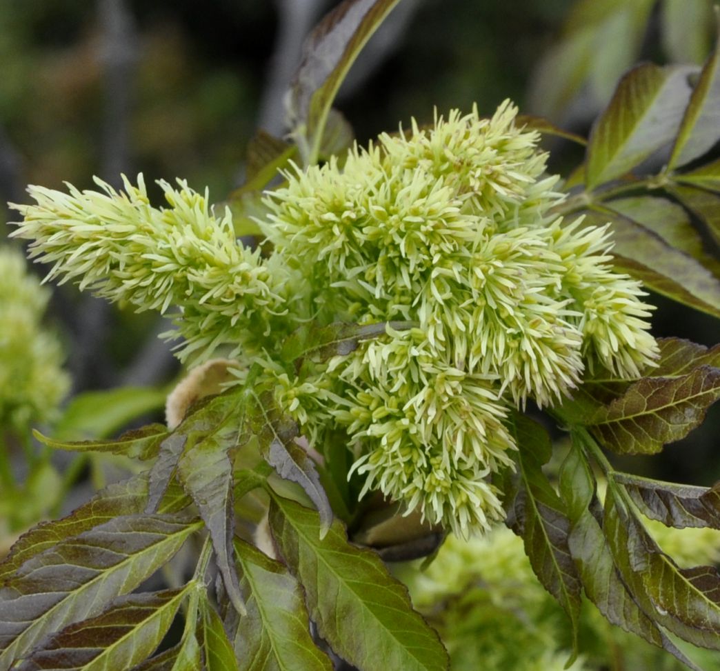 Image of Fraxinus ornus specimen.