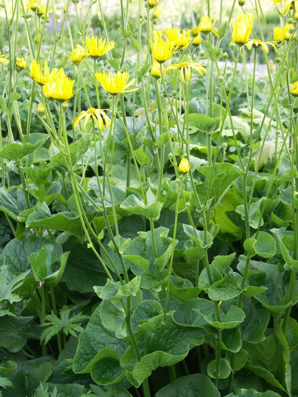 Image of Doronicum macrophyllum specimen.