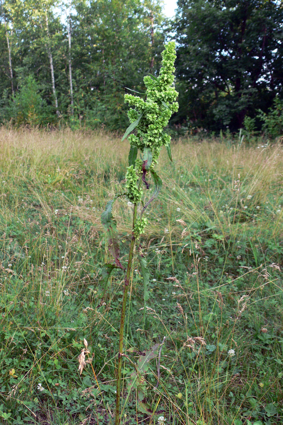 Image of Rumex pseudonatronatus specimen.