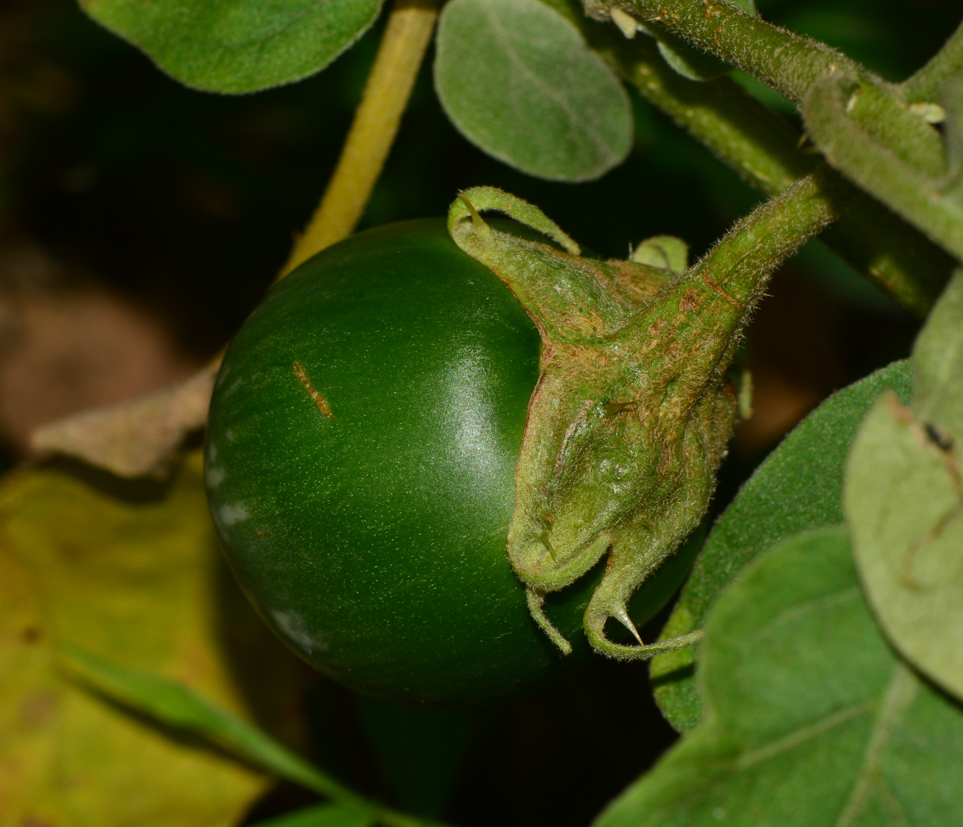 Image of Solanum undatum specimen.