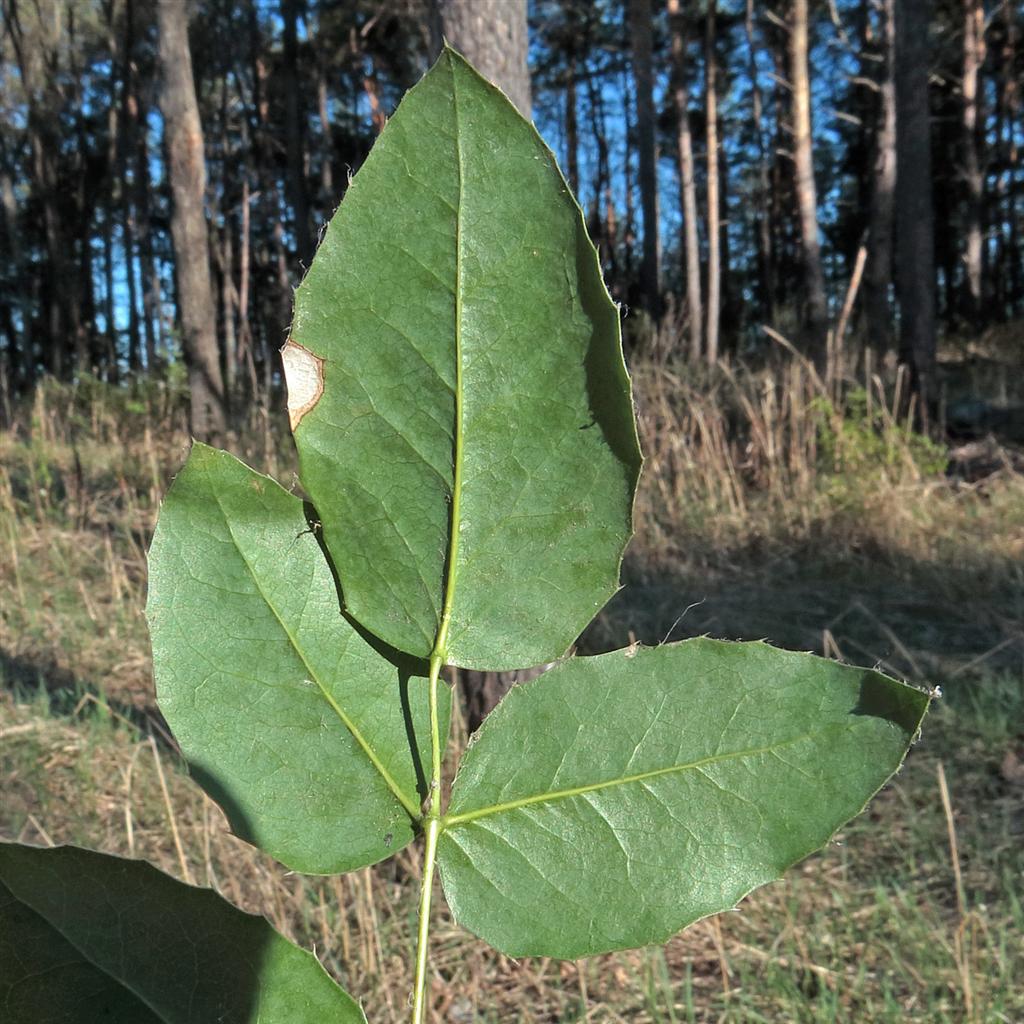 Image of Mahonia repens specimen.