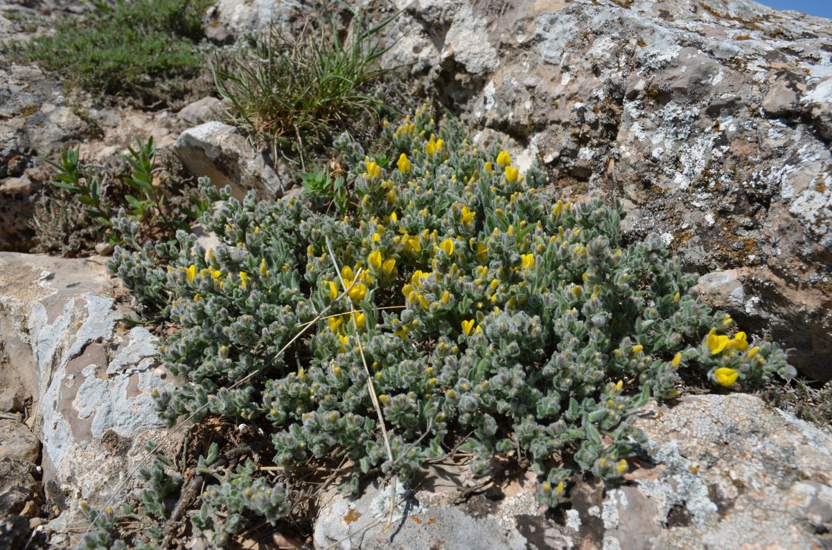 Image of Genista albida specimen.