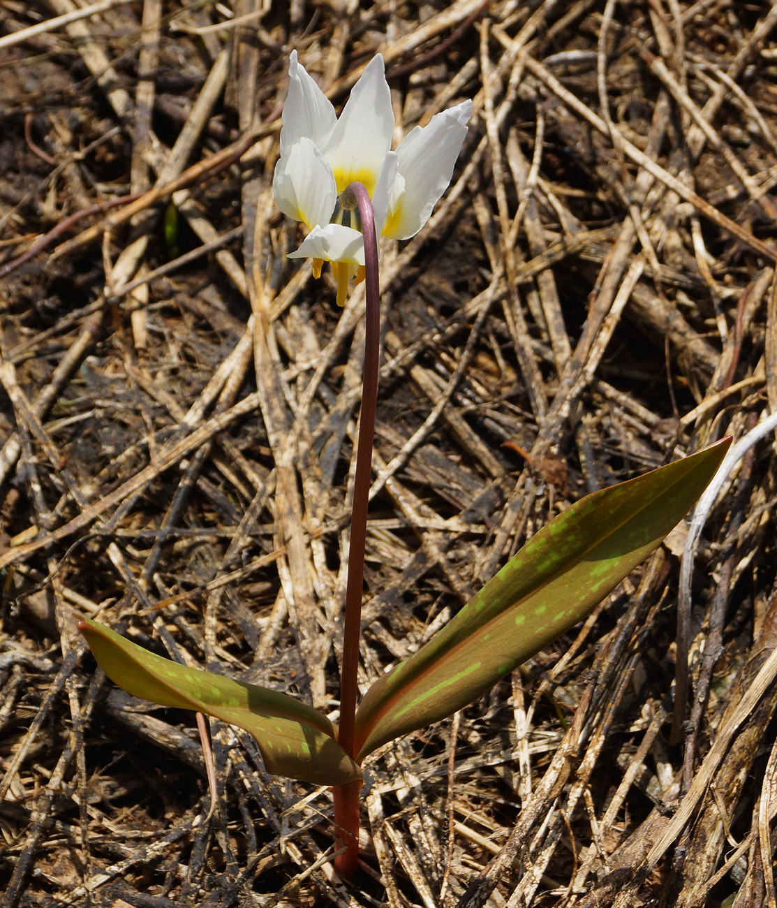 Image of Erythronium sibiricum specimen.