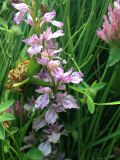 Dactylorhiza iberica