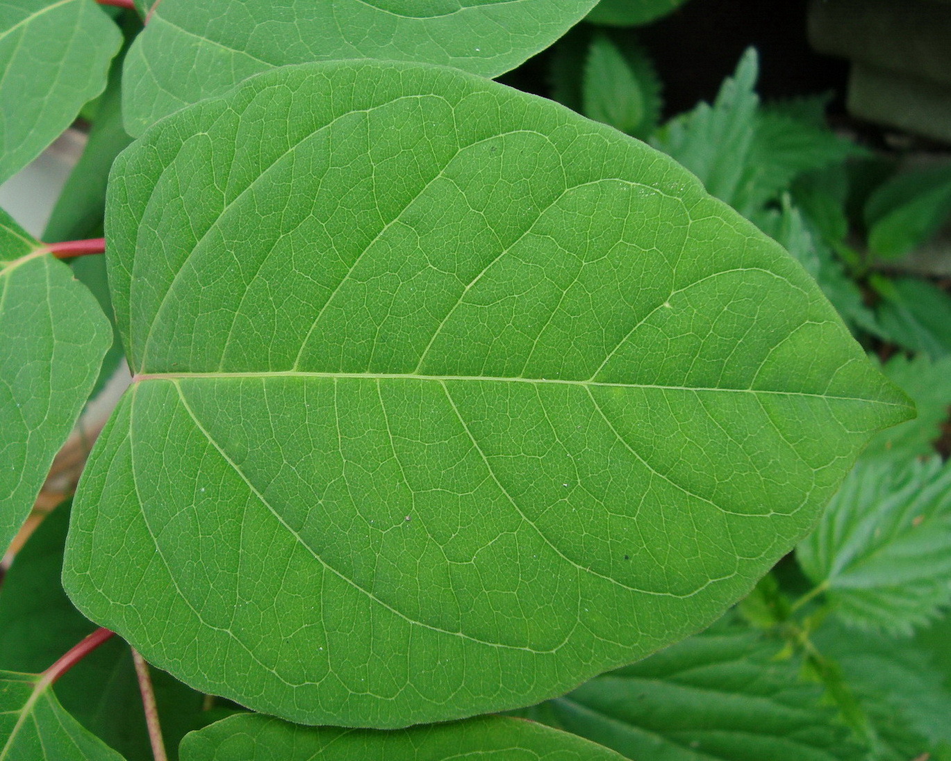 Image of Reynoutria &times; bohemica specimen.