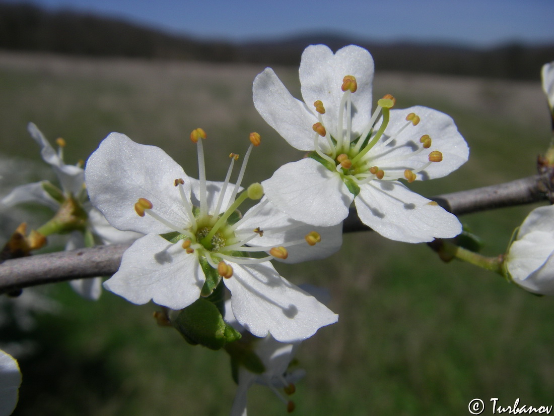 Image of Prunus stepposa specimen.