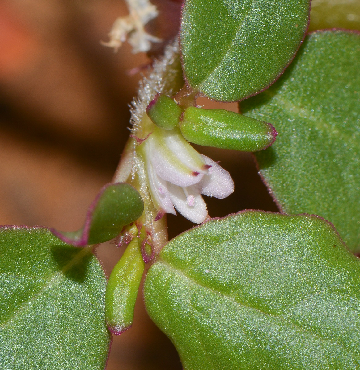 Изображение особи Trianthema portulacastrum.