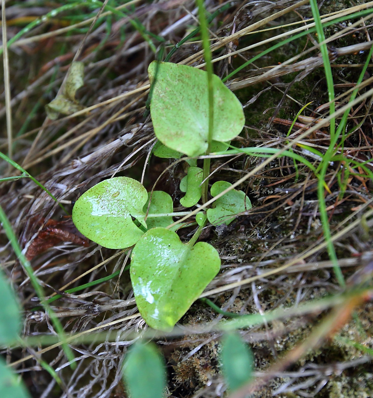 Image of Parnassia palustris specimen.