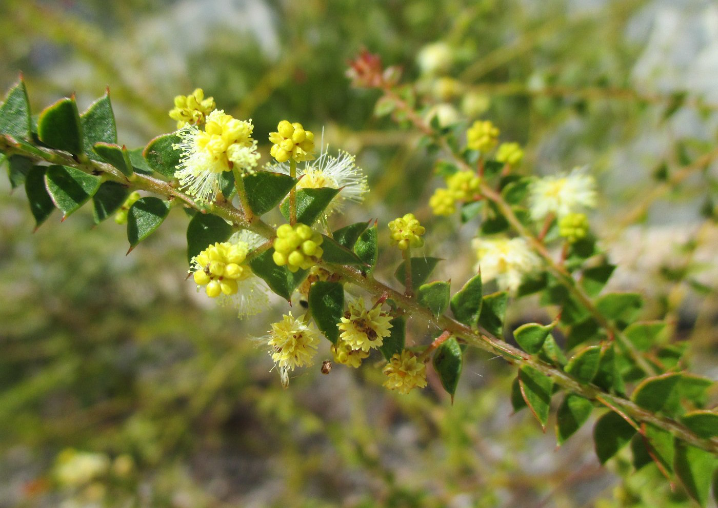 Image of Acacia hubbardiana specimen.