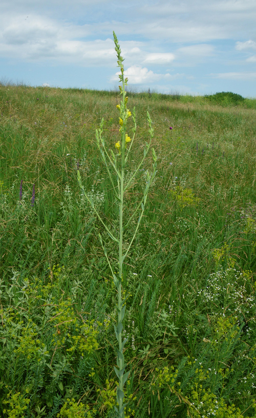 Image of Linaria genistifolia specimen.