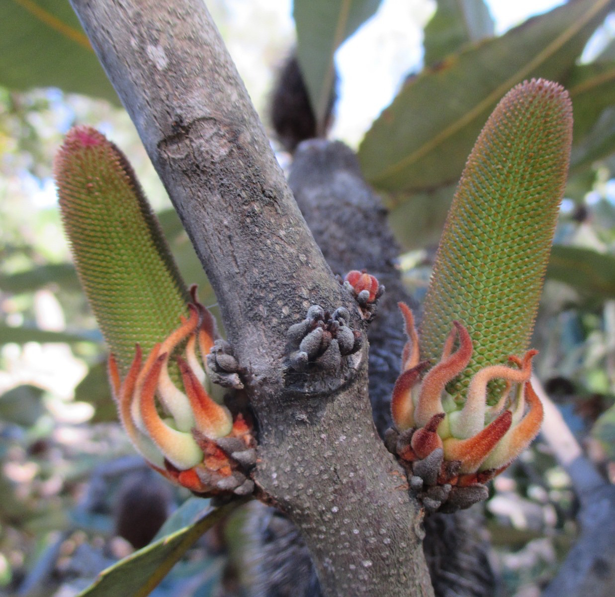 Image of Banksia robur specimen.