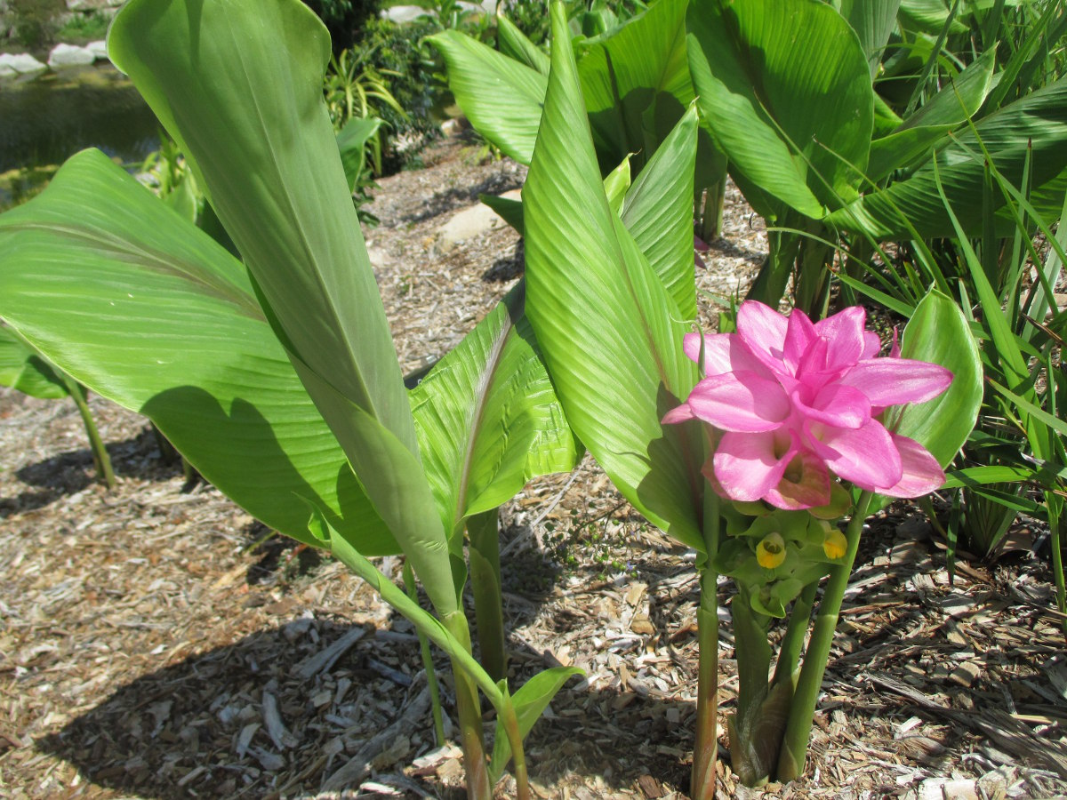 Изображение особи Curcuma longa.