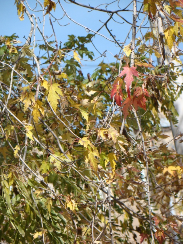 Image of Acer saccharinum specimen.